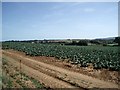 Cabbage field East of Arreton