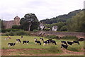 SO5637 : Cattle grazing near Mordiford Bridge by Roger Davies