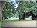 Under the trees by Brook Street, Tring