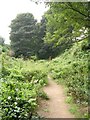 Old Railway Cutting - Robin Lane