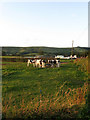 TQ3114 : Cows, South Dial Mead by Simon Carey