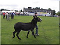 Pollock Park  Lurgan