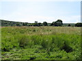 Overgrown footpath near Duncton