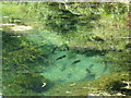 Clear spring water for Trout at Duncton Mill