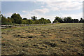 Hay field near Down Hall