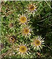 Carline Thistle, Lee Moor