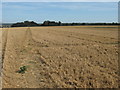 Footpath to Wilmington Farm