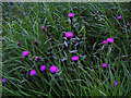 Thistle on the Road Verge