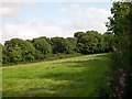 Woodland above Nant Cil-Llwch