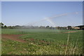 Watering Onions