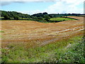 Harvested field east of George Lane