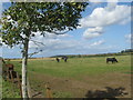 NT8647 : Cattle grazing at Ramrig Farm in Berwickshire by James Denham