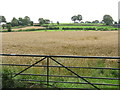 Fields Near Bache