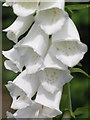 NY9070 : Chesters Walled Garden - white foxglove by Mike Quinn