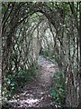 Willow Tunnel, Ditchling Common Country Park