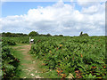 Ditchling Common Country Park