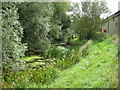 TL8130 : River Colne in Halstead by Nigel Cox