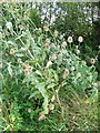 Teasels near Purton Stoke