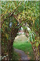 Willow tunnel, scotswood community garden, Newcastle upon Tyne