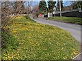 Carpet of celandines