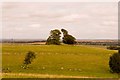 Pinnacle Hill Tree near Great Offley