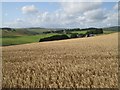 Barley, Headshaw