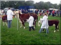 Cattle, 109th Poynton Show