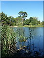 Lake in Chantry Park