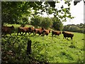 Bullocks near Wadley Brook