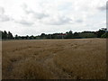 Town of Lowton, cornfield