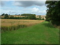 Uncut oilseed rape - North of Bockleton