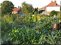 Allotments on Highcombe