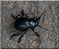 Bloody-nosed beetle, Batworthy