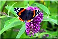 Red admiral (Vanessa atalanta)