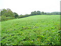 Pasture south of the A40