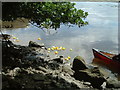 Stranded ducks on the River Conwy