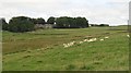 Sheep, Earlside