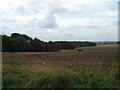 Woods near Londsborough