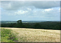 2009 : Ripe barley near Priory Farm