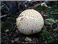 Common earthball (Scleroderma citrinum)