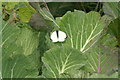 HP6514 : Cabbage White in a kaleyard, Norwick by Mike Pennington