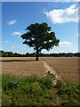 Field footpath past tree