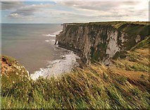 TA2073 : Bempton cliffs by Steve  Fareham