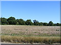 Harvested field next to Cottington Road