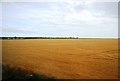 Wheat fields west of Birchington