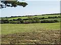 S5706 : Horses on pasture near Knockeen by David Hawgood