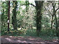 Footpath into Hoads Common