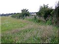 Hedge near Lopcombe Corner