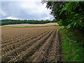 Edge of field near Middle Gourdie