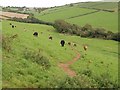 Valley above Challaborough